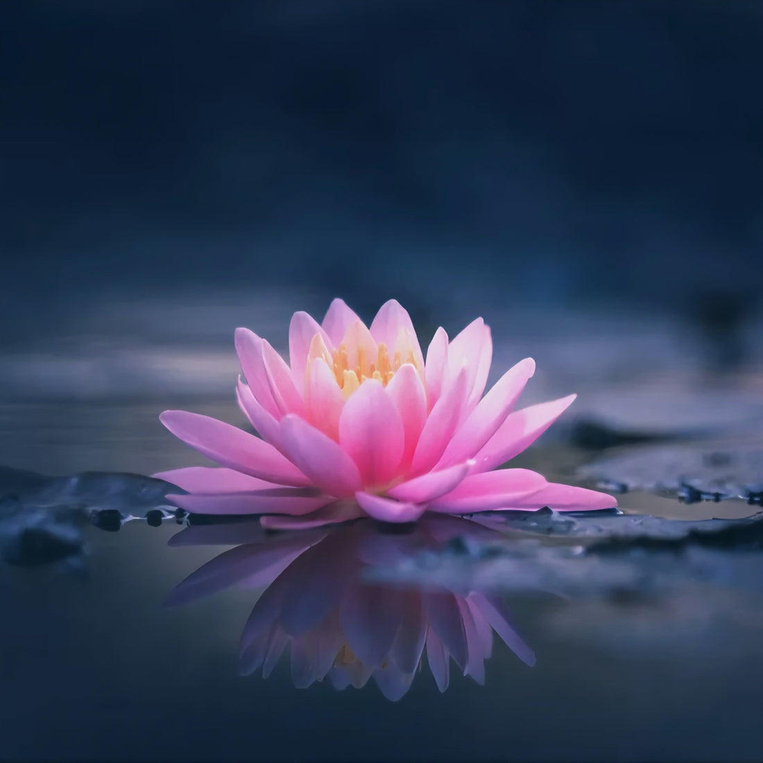 La Fleur de Lotus : Symbolique et Secrets d'Éveil Spirituel