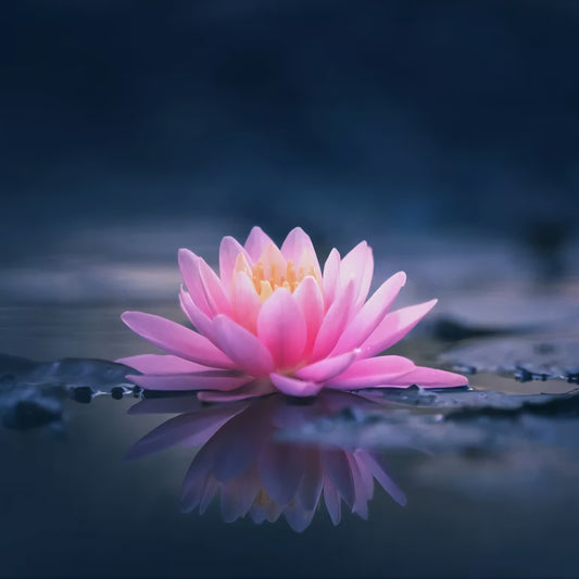 La Fleur de Lotus : Symbolique et Secrets d'Éveil Spirituel